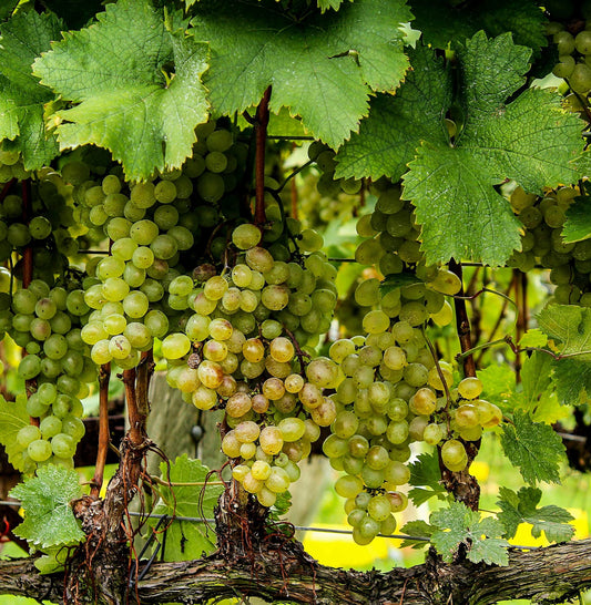Merlot Grape Seeds for Planting Vitis vinifera for vineyard and backyard gardens Fruit Vine Seeds for Home Gardens, Trellises & Outdoor Growing