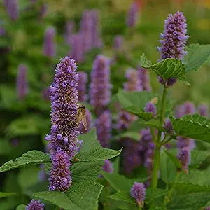 Lavender Lavandula angustifolia Seeds for Planting in Herb Garden & Flower Bed Heirloom Non-GMO Seeds