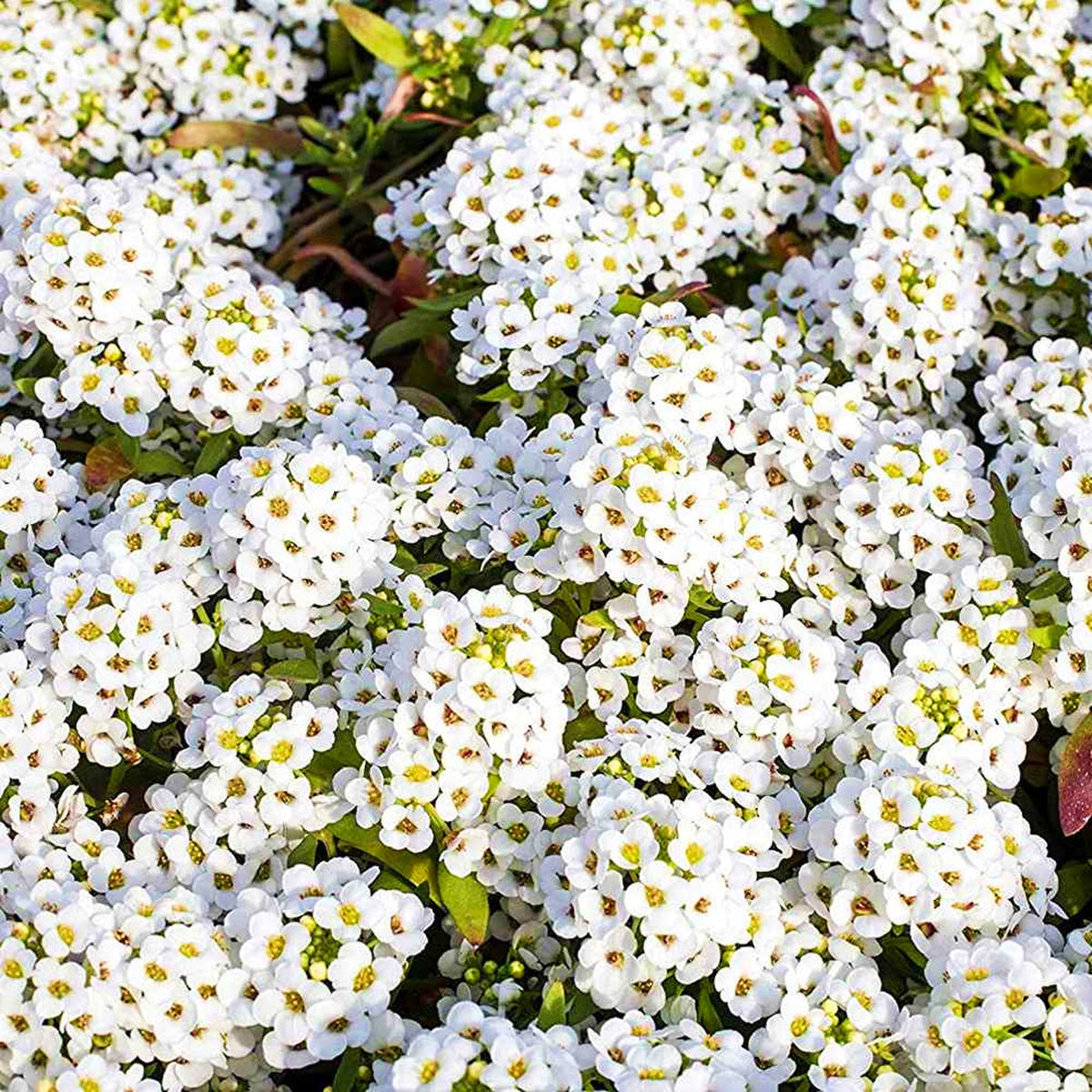 Tiny Tim Alyssum Flower seeds for Planting Low Maintenance Heirloom & GMO Free Seeds for Home Garden
