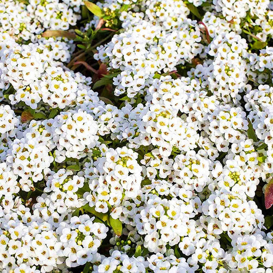Tiny Tim Alyssum Flower seeds for Planting Low Maintenance Heirloom & GMO Free Seeds for Home Garden
