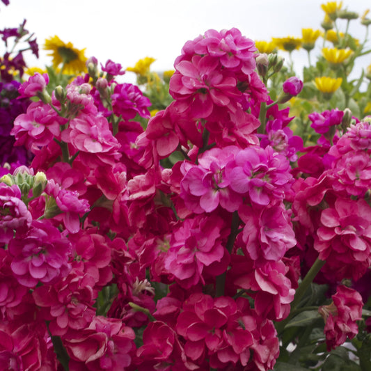Mixed Matthiola Incana Matthiola incana Flower Seeds for Planting for Flower Bed Heirloom Non-GMO Seeds