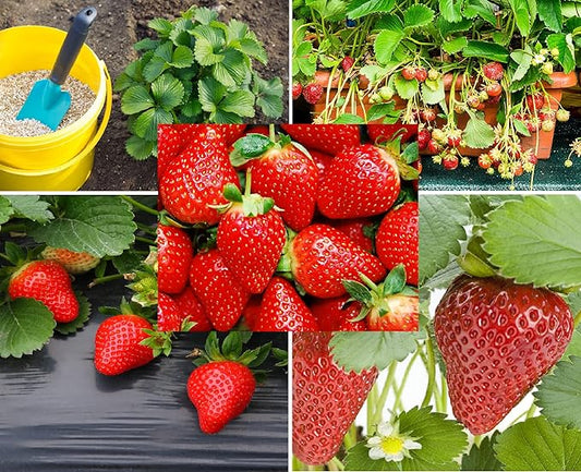 Climbing Strawberry Fragaria x ananassa Seeds for Planting in Vegetable Patch & Urban Garden Perennial Fruit Seeds for Home Gardens, Raised Beds & Containers