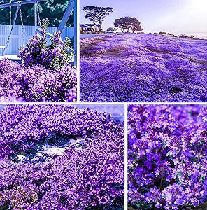 Creeping Thyme Thymus serpyllum Seeds for Planting in Herb Garden & Ground Cover for Planting, Premium Seeds | Heirloom