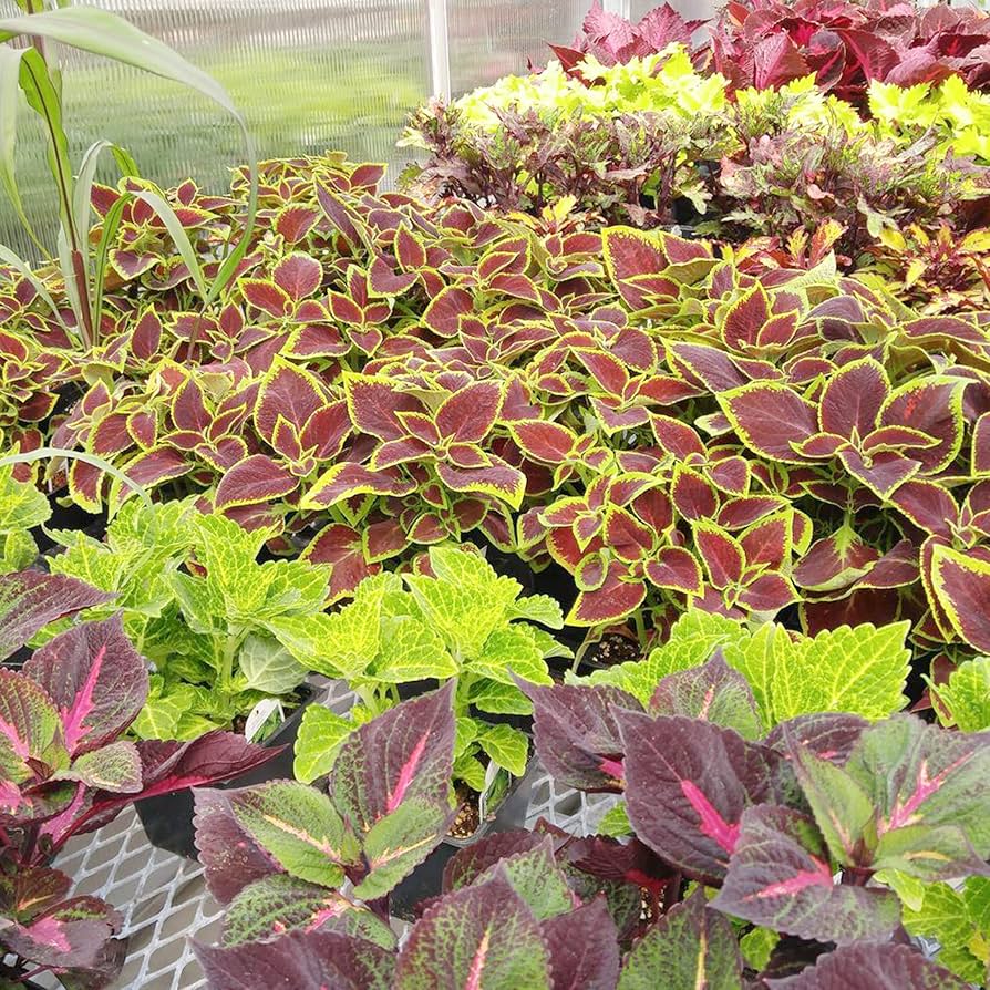 Coleus Plectranthus scutellarioides Seeds for Planting in Container Garden and Indoor Pots Heirloom Non-GMO Seeds