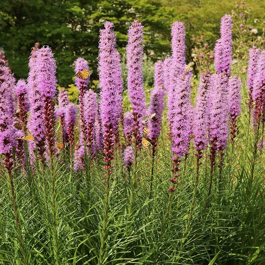 Blazing Star Liatris spicata Seeds for Planting in Flower Beds Heirloom Non-GMO Seeds