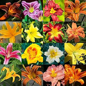 Daylily Hemerocallis spp Flower Seeds for Planting in Flower Bed Heirloom Non-GMO Seeds