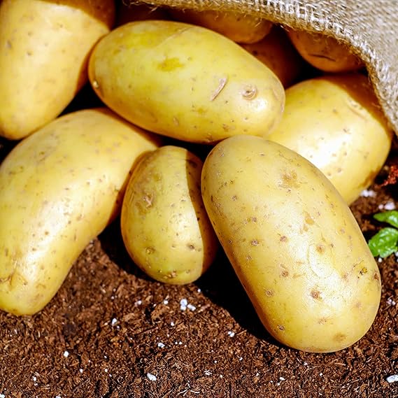 Potato Solanum tuberosum Vegetable Seeds for Planting in Vegetable Patch for Planting, Premium Seeds | Heirloom Non-GMO