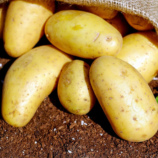 Yukon Potato Solanum tuberosum Seeds for Planting in Vegetable Patch for Planting, Premium Seeds | Heirloom Non-GMO