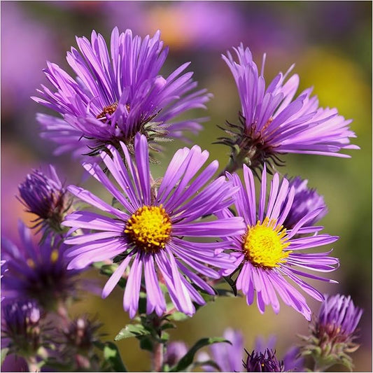 England Aster Callistephus chinensis Seeds for Planting in Flower Bed & Garden Heirloom Non-GMO Seeds