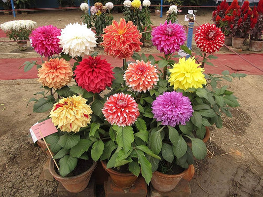 Dahlia Decorative Flower Seeds for Planting Heirloom Non-GMO Seeds
