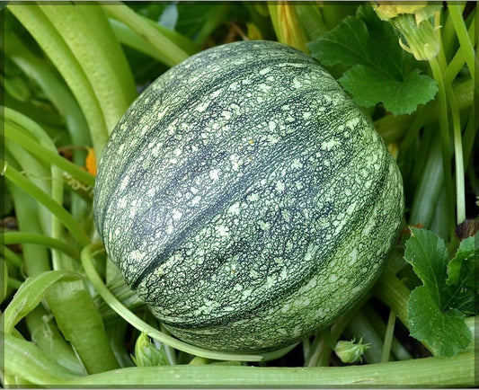 Round Zucchini Summer Squash Cucurbita pepo Seeds for Planting in Vegetable Patch for Planting, Premium Seeds | Heirloom