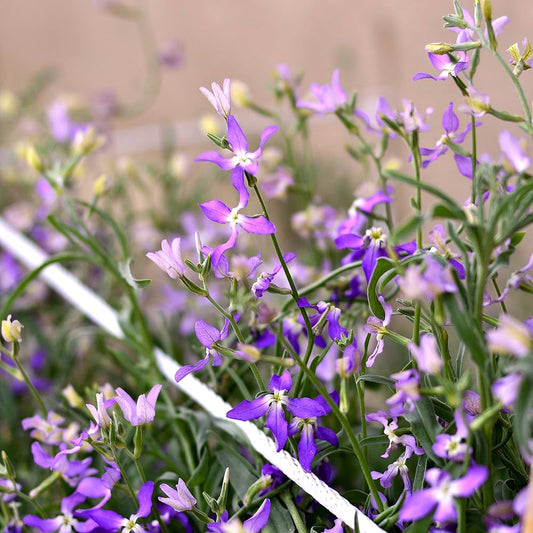 Evening Scent Stock Seeds Matthiola incana for Planting in Flower Bed & Garden Heirloom Non-GMO Seeds