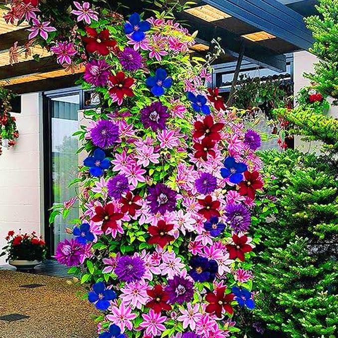 Clematis Clematis spp. Flower Seeds for Planting in Flower Bed & Garden Heirloom Non-GMO Seeds
