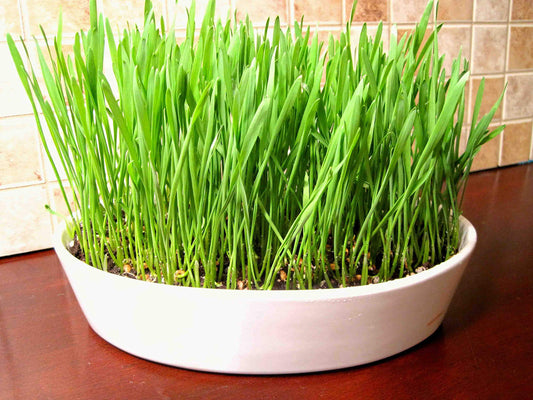 Wheat Grass Triticum aestivum Seeds for Planting in Indoor Garden and Wheatgrass Tray