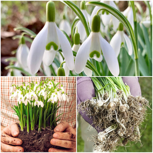 Galanthus Nivalis Snowdrop Plant Seeds for Planting in Woodland Garden and Shade Garden Heirloom Non-GMO Seeds