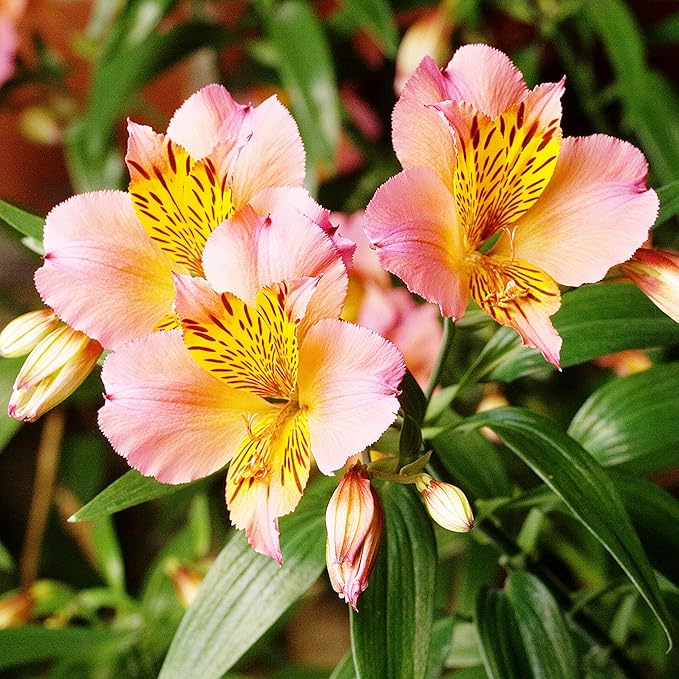 Peruvian Lily Alstroemeria spp. Seeds for Planting in Flower Bed & Garden Heirloom Non-GMO Seeds