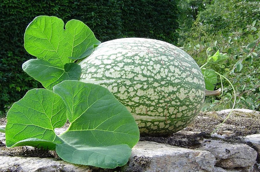 Shark Fin Melon Cucumis melo Seeds for Planting in Vegetable Patch for Planting, Premium Seeds | Heirloom Non-GMO