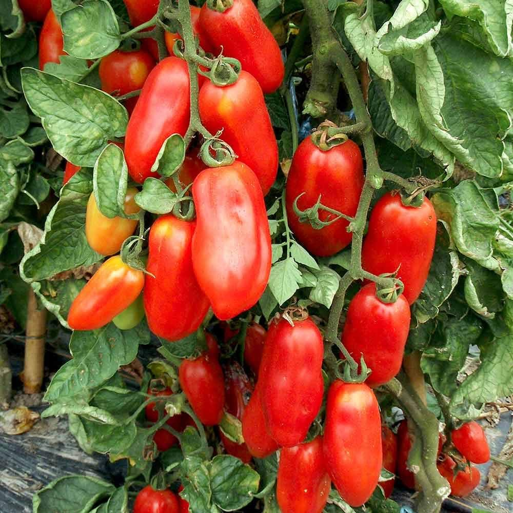 San Marzano Tomato Seeds - Heirloom Garden Variety for Planting, Vegetable Seeds | Heirloom Non-GMO