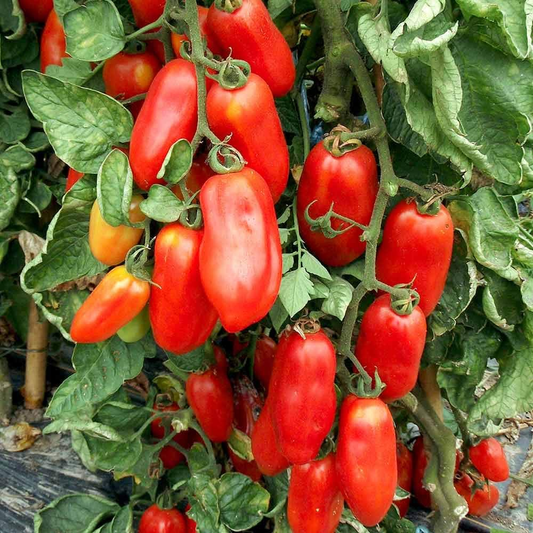 San Marzano Tomato Seeds - Heirloom Garden Variety for Planting, Vegetable Seeds | Heirloom Non-GMO