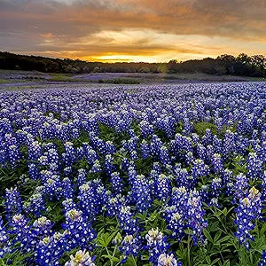 Bluebonnet Lupinus texensis Flower Seeds for Planting in Flower Bed & Garden Heirloom Non-GMO Seeds