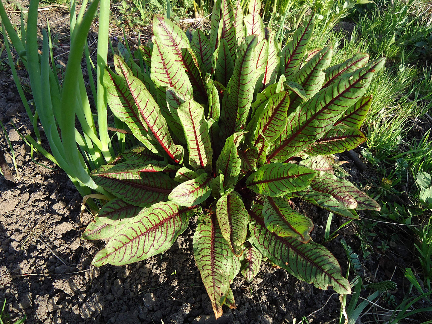 Rumex Acetosa Rumex acetosa Seeds for Planting in Herb Garden | Heirloom Non-GMO Herb Seeds for Home Gardens