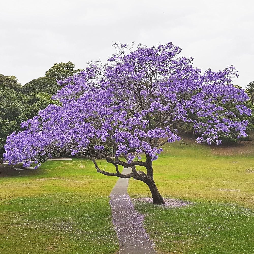 Jacaranda Mimosifolia Tree Seeds for Planting for Planting, Premium Seeds | Heirloom Non-GMO