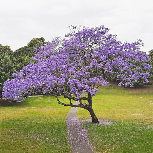 Jacaranda Mimosifolia Tree Seeds for Planting for Planting, Premium Seeds | Heirloom Non-GMO