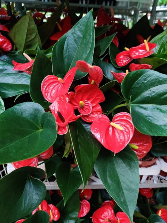 Anthurium Andraeanum Flower Seeds for Planting Heirloom Non-GMO Seeds