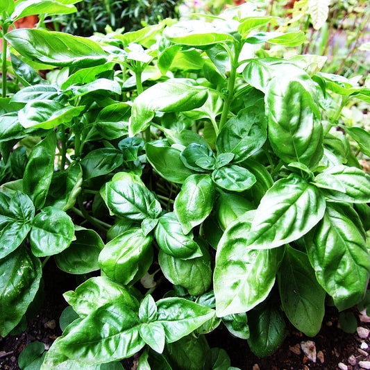 Basil Seeds | Heirloom Non-GMO Herb Seeds for Home Gardens