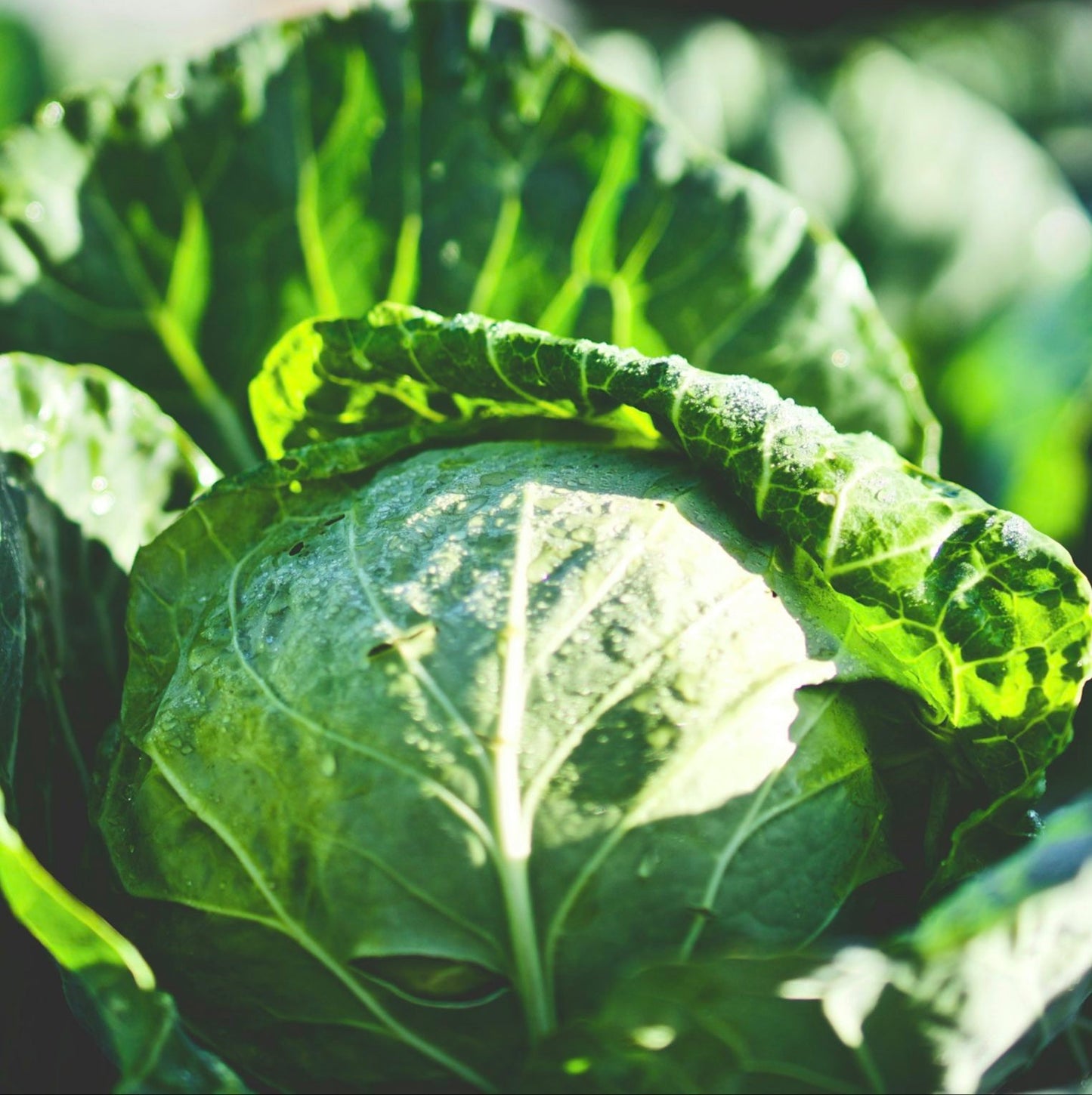 Cabbage Seeds ¨C Green Head Garden Variety