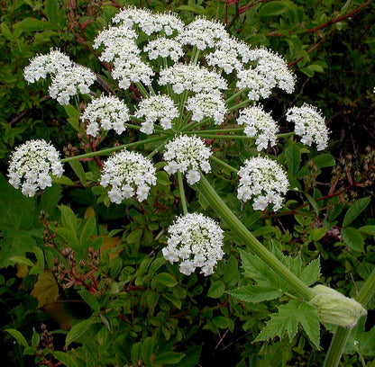 Heracleum Lanatum Flower seeds for Planting Long Bloom Season Heirloom & GMO Free Seeds for Home Garden Sale
