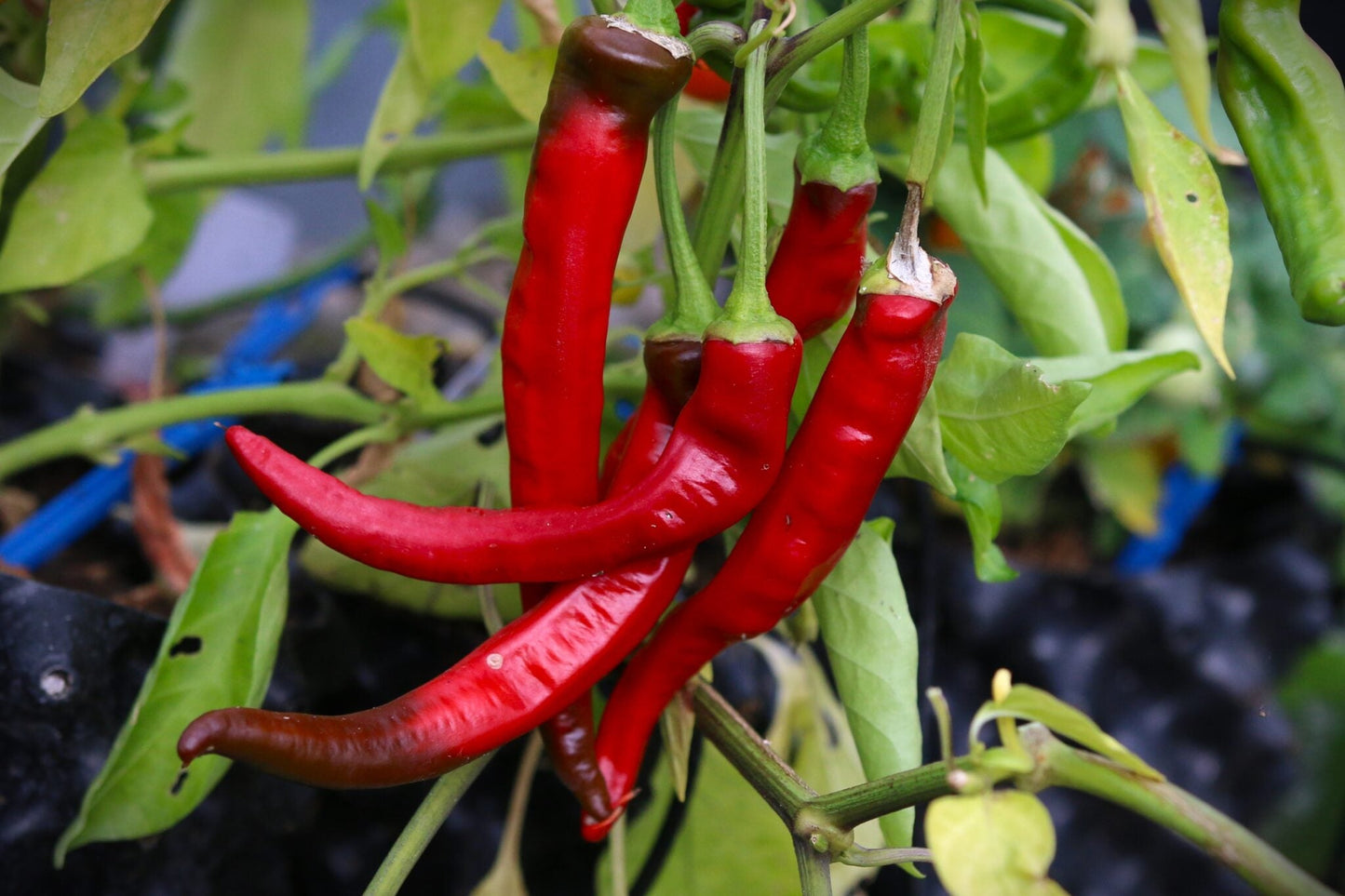 Aji Cacho de Cabra Pepper Capsicum chinense Seeds for Planting in Vegetable Patch & Garden for Planting, Premium Vegetab