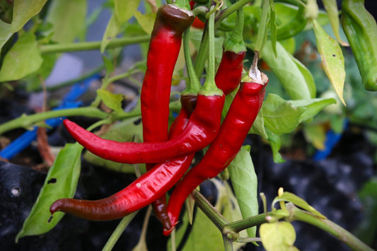 Aji Cacho de Cabra Pepper Capsicum chinense Seeds for Planting in Vegetable Patch & Garden for Planting, Premium Vegetab