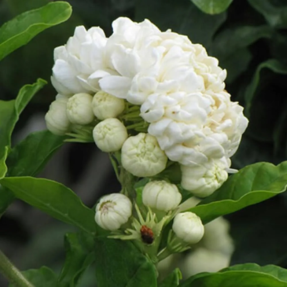 Jasmine Seeds