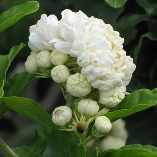 Jasmine Seeds