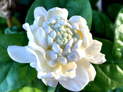 Jasmine Seeds