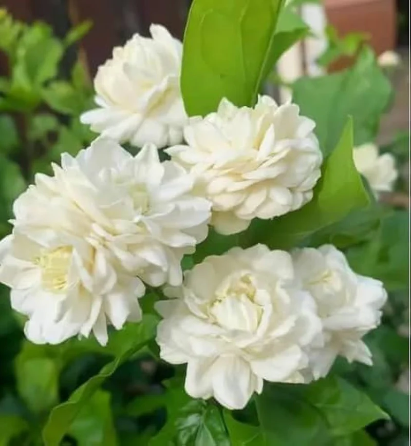 Jasmine Seeds