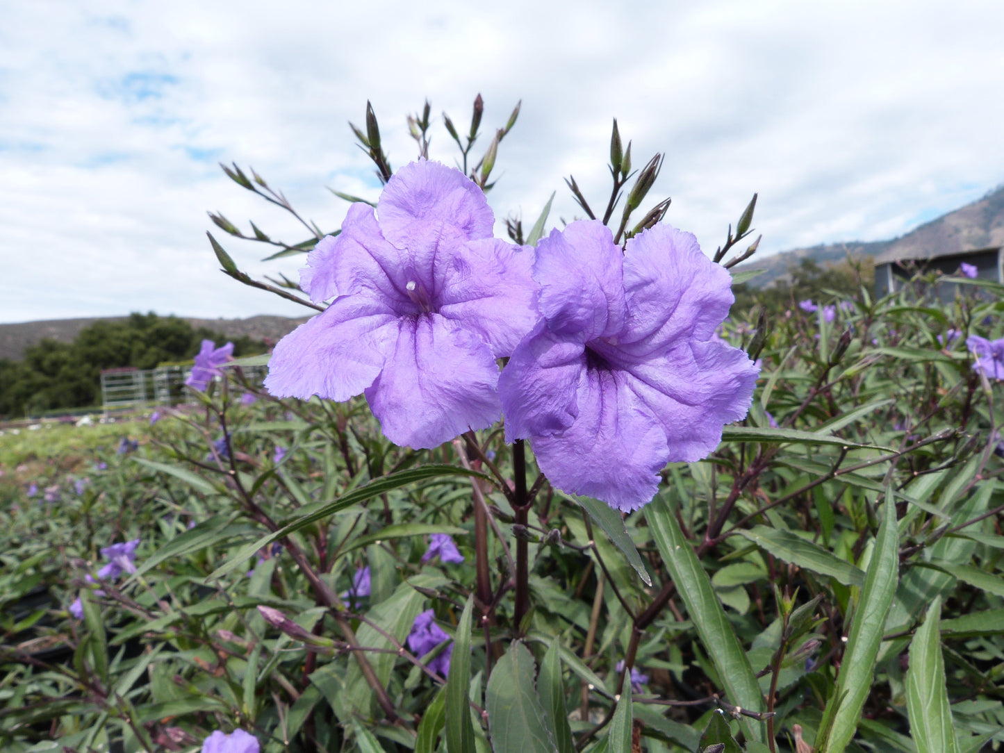 Mexican Petunia Ruellia brittoniana Flower Seeds for Planting in Flower Bed and Garden