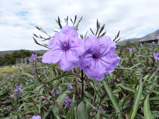 Mexican Petunia Ruellia brittoniana Flower Seeds for Planting in Flower Bed and Garden