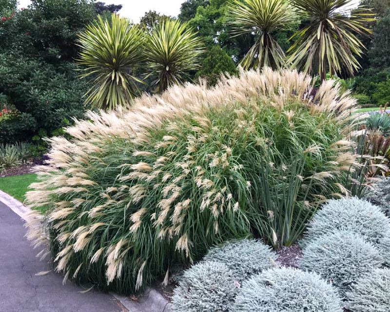 Miscanthus Miscanthus spp Grass Seeds for Planting in Garden and Landscape | Heirloom Non-GMO Herb Seeds for Home Gardens