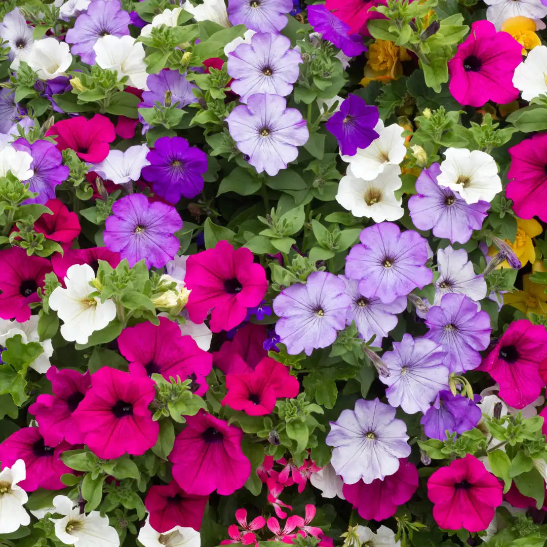 Petunia Seeds for Planting Petunia Hybrida mixed colors flower bed window pot Heirloom Non-GMO Seeds
