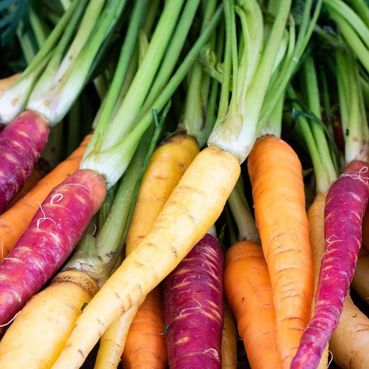 Rainbow Carrot Seeds - Colorful Garden Mix for Planting, Premium Vegetable Seeds | Heirloom Non-GMO