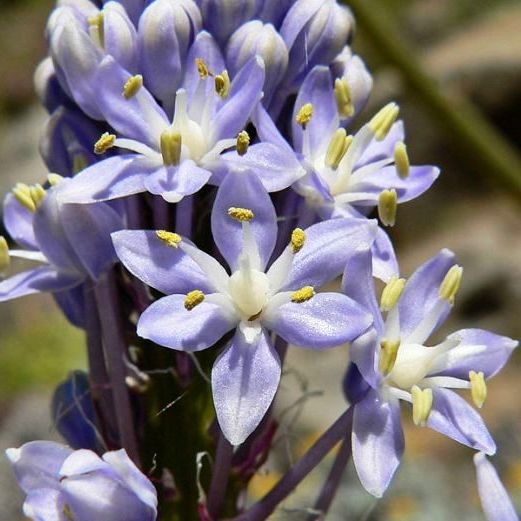Scilla Natalensis Bluebell Flower Scilla natalensis Seeds for Planting in Flower Bed Heirloom Non-GMO Seeds