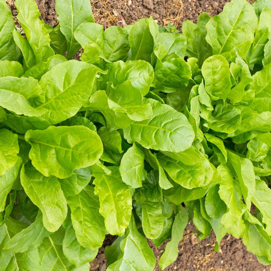 Perpetual Spinach Seeds ¨C Leaf Beet Garden Variety
