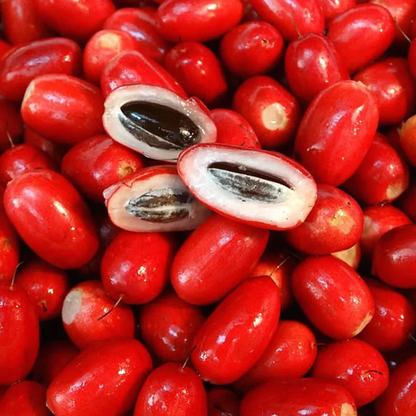 Synsepalum dulcificum