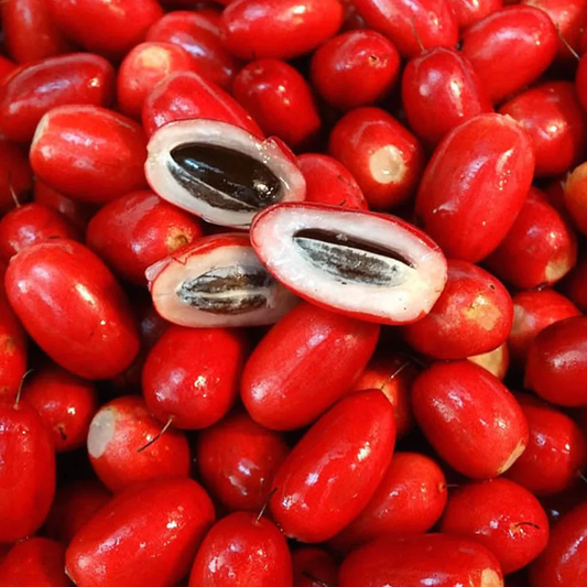 Synsepalum dulcificum