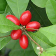 Synsepalum dulcificum