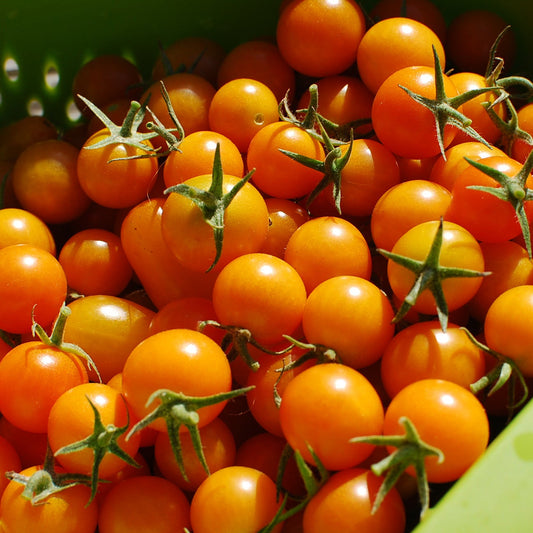 Sungold Tomato Seeds - Sweet Hybrid Cherry Variety for Planting, Vegetable Seeds | Heirloom Non-GMO