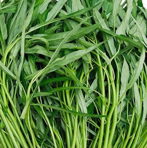 Water Spinach Seeds - Kang Kong Asian Green for Planting, Premium Vegetable Seeds | Heirloom Non-GMO