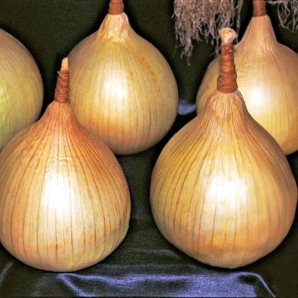 Ailsa Craig Onion Allium cepa Seeds for Planting for Vegetable Patch for Planting, Premium Vegetable Seeds | Heirloom No